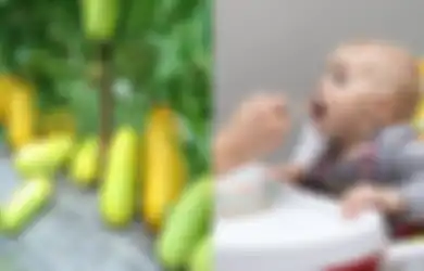 Manfaat Timun Suri untuk Bayi yang Hanya Bisa Didapat Saat Bulan Ramadhan, Salah Satunya untuk Obati Borok Lambung