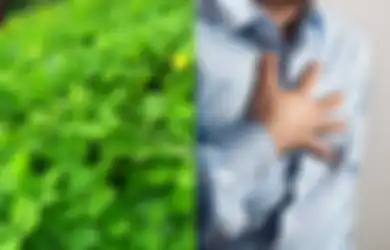 Ini Dia Manfaat Daun Landep untuk Penyakit Dalam, Salah Satunya Cegah Penyakit Kardiovaskular