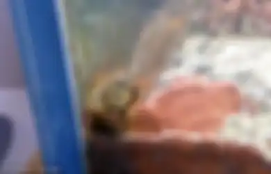 Akuariumnya Tak Pernah Dibersihkan Selama 2 Tahun, Pria ini Terkejut Saat Dapati Mahkluk Mengerikan ini Hidup di Dalamnya