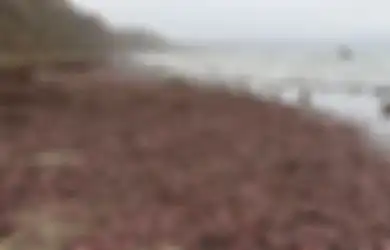 Penampakan Ribuan Makhluk Mirip Alat Kelamin Pria Berserakan di Pantai Mengagetkan Banyak Orang, Ternyata Begini Fakta di Baliknya