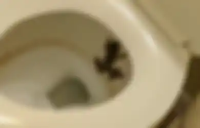 Warga Bingung Sekaligus Ngeri, Tiba-tiba Banyak Katak yang Masuk ke Rumah Melalui Toilet dan Wastafel, Apa yang Sebenarnya Terjadi?