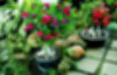 Menjaga Keamanan Taman Kering, Jangan Pernah Abaikan 3 Faktor Ini