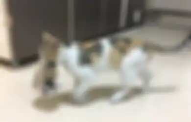 Mengharukan, Seekor Kucing Bawa Anaknya yang Sakit ke Rumah Sakit agar Cepat Ditolong Dokter