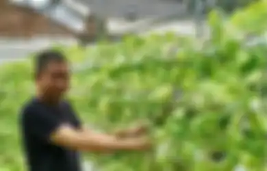 Dulu Punya Prestasi Mentereng Hingga Fotonya Jadi Viral, Mantan Menteri Jokowi Ini Jadi Petani Sayur di Antara Hutan Beton Jakarta, Sebentar Lagi Duduki Posisi Bergengsi di Perusahaan Mutinasional