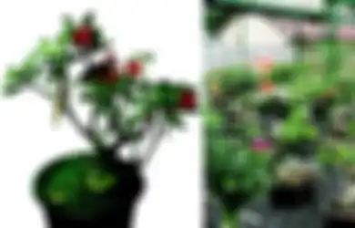 Pengaruhi Kesuksesan Menanam, Ini Cara Memilih Pot yang Tepat