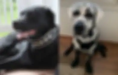 Terlahir Berbulu Hitam, Bulu Anjing Ini Tiba-tiba Berubah Warna Menjadi Putih, Rupanya Inilah yang Terjadi