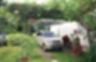Tanaman dengan Karakter Ini Cocok Digunakan untuk Peneduh Carport