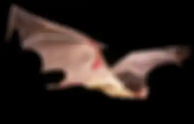 Jadi Misteri Sejak Pasien Nol Covid-19 Dikabarkan Hilang Tahun Lalu, Menlu AS: Padahal Informasi Itu Dipakai oleh Para Peneliti