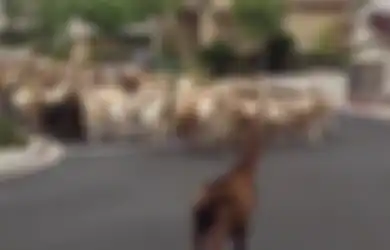 Warga Terkejut, 200 Kambing Tiba-tiba datang 'Menyerbu' Perumahan Mereka, Memakan Tanaman yang Dilaluinya