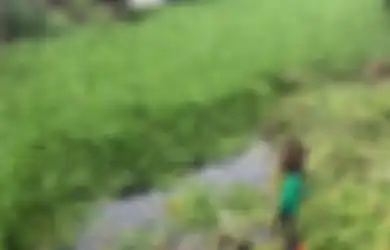 Sempat Buat Wisatawan Terjebak Selama 7 Jam, Terungkap Hal yang Bikin Merinding Ini Ada di Balik Hamparan Eceng Gondok di Waduk Jatiluhur