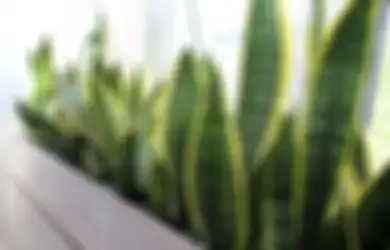 Selain Tampak Lebih Estetik, Letakkan 3 Tanaman Ini Dalam Kamarmu, Manfaat Tak Terduga Ini Bakal Kamu Rasakan!