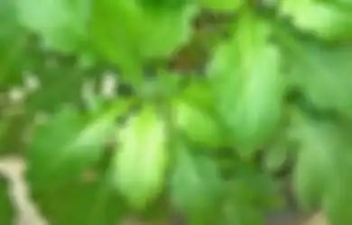 Ini Manfaat Daun Dewa Untuk Bisul, Begini Cara Membuatnya dan Dampak yang Mungkin Akan Muncul
