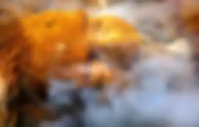 Wanita Ini Meninggal Dunia Karena Covid-19 Lalu Dikremasi, Beberapa Minggu Kemudian Ditemukan Hidup Kembali, Keluarganya Sampai Terkejut
