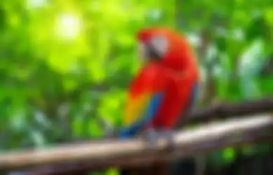 Gegara Cuitan Burung Beo, Wanita Ini Laporkan Suaminya ke Polisi, Ternyata Hal Mengejutkan Ini yang Terjadi