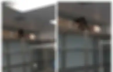 Rumah Sakit 'Menganggur' Tiga Bulan, Pasien Syok Mengaku Melihat Ular di Dalam Rumah Sakit, Dokter yang Memeriksanya Lebih Syok Tidak Temukan Ular Tetapi Justru Temukan Hewan Ini