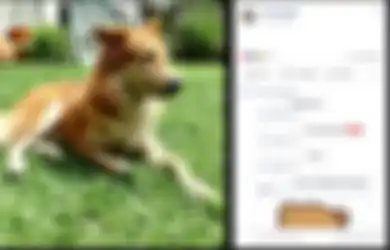 Semasa Hidupnya Dikenal Sebagai Anjing yang Agresif, Nyatanya Anjing Ini Justru Mati Sebagai Sosok Pahlawan Bagi Pemiliknya, Ini yang Dilakukannya