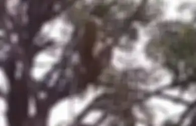 Mengherankan, Sekawanan Monyet Bobol Laboratorium di India, Curi Tiga Sampel Virus Corona Setelah Menyerang Teknisi Lab, Warga Diserang Kepanikan