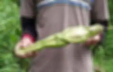 Menguak Misteri Buah Berbentuk Wanita yang Konon Hanya Tumbuh 20 Tahun Sekali di Thailand, Tak Disangka di Negeri Mendapatkan Buah Semacam Itu Sangat Mudah