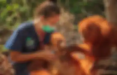Dikhawatirkan Populasinya Bisa Musnah Gara-gara Virus Corona, 400 Orangutan Batal Dilepas ke Habitat Asli, Fakta Ini Jadi Pertimbangan