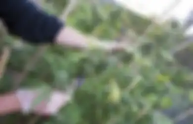 Kata Studi Ini, Risiko Penggunaan Ganja di Remaja Bakal Kecil Kalo Dilegalkan Secara Medis