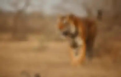 Perburuan Hingga Rusaknya Habitat, Ancam Kelestarian Populasi Harimau 