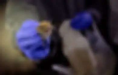 Bikin Virus Ebola dan Corona Makin Beringas, Inilah Kemampuan Menakjubkan Tubuh Kelelawar yang Justru Membuat Peneliti Bergidik