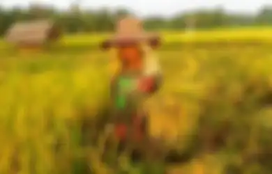 Maknanya Besar, Beginilah Pengaruh Kemerdekaan Bagi Petani dan Pedagang