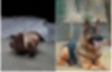 Kabar Baik, Ilmuwan Umumkan  Anjing Bisa Mengendus Covid-19 Pada Tubuh Manusia, Begini Cara Kerjanya!