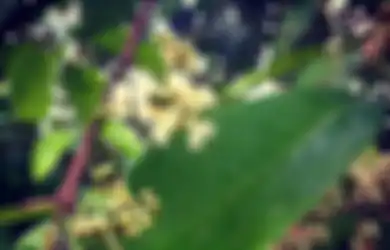 Mengenal Pohon Salam yang Cantik untuk Hiasan dan Berguna di Dapur 