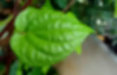 Tak Hanya Mampu Bersihkan Area Kewanitaan, Daun Sirih Bisa Turunkan Risiko Diabetes