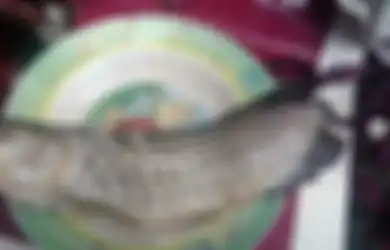 Rugi Bandar! Pria Asal Sukoharjo Pasrah Ikan Arwana Rp 2 Juta Miliknya Digoreng sang Ayah, Padahal Pemilik Sampai Pernah Operasi Mata Ikan Peliharaannya Itu karena Juling