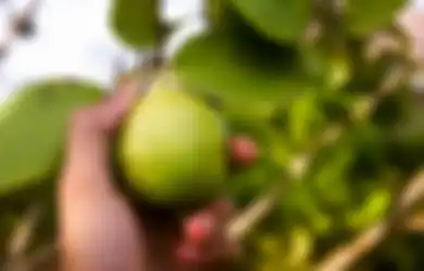Manfaat Berkumur dengan Air Rebusan Daun Jambu Biji Setiap Hari, Khasiatnya Sangat Baik Untuk Kesehatan Mulut, Bisa Langsung Dirasakan Hanya dalam Waktu 30 Menit!