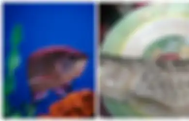 Viral Cerita Pria 'Patah Hati' Ikan Arwana Harga 2 Juta Miliknya Digoreng Sang Ayah, Ternyata Selain Jadi Ikan Hias Paling Mahal di Dunia, Ada Beragam Fakta Unik Ikan Berjuluk 'Dragon Fish' Ini