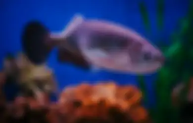 Bisa Buatnya Kaya Mendadak, Pria Ini Syok Saat Dapati Hal Tak Terduga di Dalam Mulut Ikan Arwana yang Baru Dibelinya
