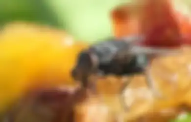 Sumber Penyakit! Cuma Gunakan Bahan Alami Ini, Dijamin Lalat Bakal Kabur 
