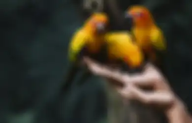 Berawal dari Burung Beo Peliharaannya yang Sering Ucapkan Kalimat ini, Seorang Istri Bongkar Hubungan Terlarang Majikan dan Pembantunya