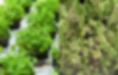 Mengenal Pohon Ketumbar dan Cilantro, Keduanya Berasal dari Satu Pohon