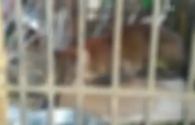 Padahal Sempat Membaik, Kucing Emas Langka yang Terjerat Perangkap Babi di Sumatera Barat Akhirnya Mati dalam Kondisi Memilukan
