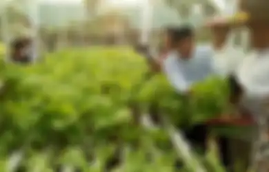 Berkebun Hidroponik? Antisipasi Kendala yang Ditemui dengan Cara Ini