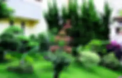 Warna-warni Tanaman Hias Daun Percantik Taman Ini, Indahnya!
