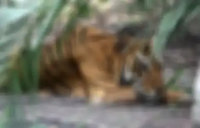 5 Orang Ini Apes Bertemu Harimau Saat Cari Getah, Terpaksa Bertahan di Pohon Selama Berjam-jam