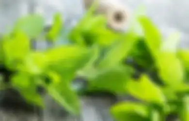 Selain Buat Hiasan Makanan, Daun Mint Punya 4 Manfaat Ini Buat Kulit!