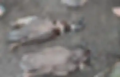 Kawat Besi Tak Mampu Melindungi, Hewan Ternak di Siborongborong Ternyata Mati Karena Makhluk Ini, Sang Penghisap Darah Terekam CCTV