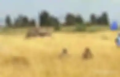 Aksi Beraninya Gagalkan Perang Jadi Sorotan Dunia, Inilah Foto Detik-detik Pasukan TNI Hadang Tank Merkava Israel di Perbatasan Lebanon