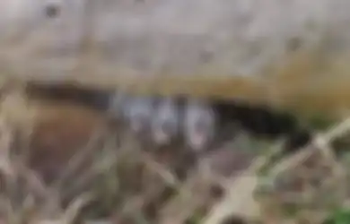 Netizen Dibikin Bingung oleh Foto Jari-jari Kaki Zombie yang Mengerikan, Apa Sebenarnya Itu?