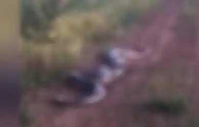 Tengah Hamil, Seekor Anakonda Raksasa Sepanjang 7 Meter Menjadi Sangat Ganas, Lihat Apa yang Dilakukannya Pada Mobil Pengendara Ini