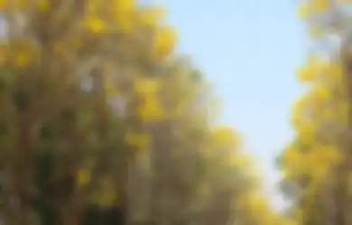 Pohon Tabebuya Membawa  Keindahan Sakura di Jepang ke Indonesia