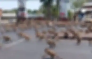 Ngeri! Ribuan Monyet Menggila di Kota Lopburi Bak Film 'Planet of The Apes', Buat Warga Terpenjara dalam Rumah hingga Polisi Kualahan dengan Kebrutalannya