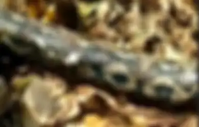 Telan Sapi Bulat-bulat, Ular Piton Mengerang Kesakitan hingga Perutnya Sobek dan Mati Mengenaskan, Cerita Saksi Mata Sangat Menakutkan  