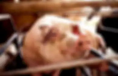 Ngeri! Wanita Ini Tewas Dimakan Hidup-hidup oleh Babi Peliharaannya, Fakta di Baliknya Bikin Merinding